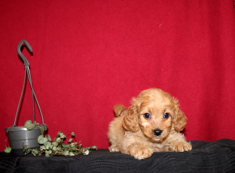 puppy, for, sale, Mini GoldenDoodle F2BB, Matthew B. Stoltzfus, dog, breeder, Gap, PA, dog-breeder, puppy-for-sale, forsale, nearby, find, puppyfind, locator, puppylocator, aca